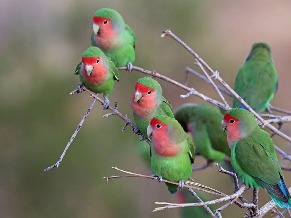 Rosy-faced lovebirds