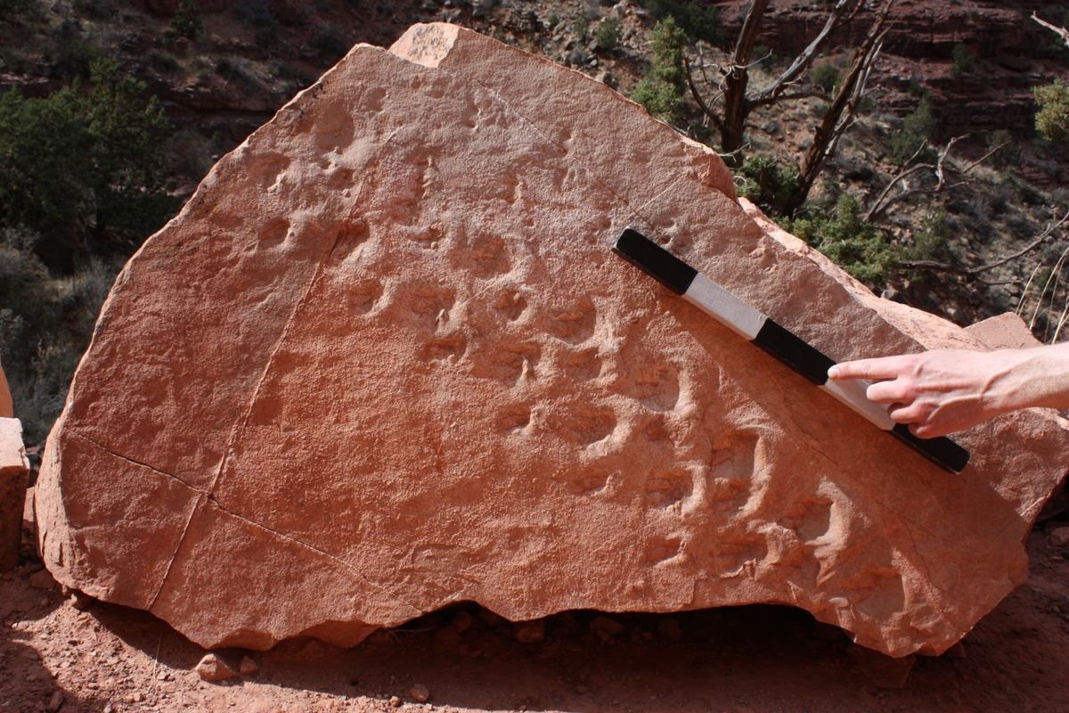 u*9様 BIRKEN STOCK Footprints ティルバーグ エンジニ Fallen Boulder at the Grand Canyon Reveals Prehistoric Reptile