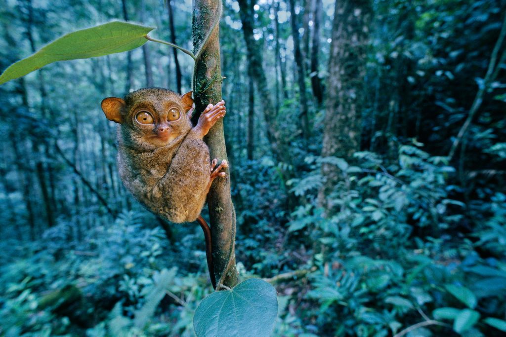 Western Tarsier