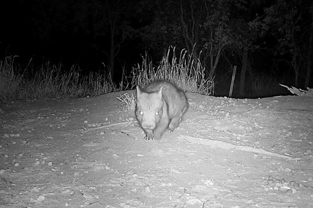 Black and white photo of a stocky marsupial walking across the ground
