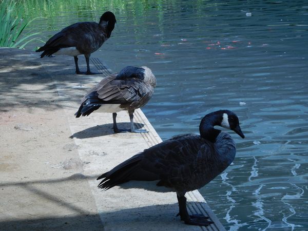 Geese in a row thumbnail