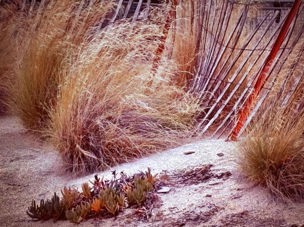 golden fern with  white sand and rustic fence thumbnail