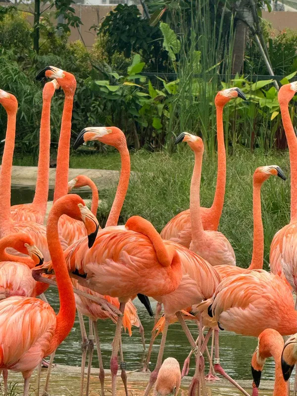 Flamingoes thumbnail