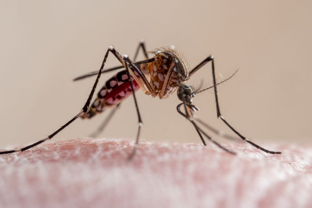 A close-up of a mosquito