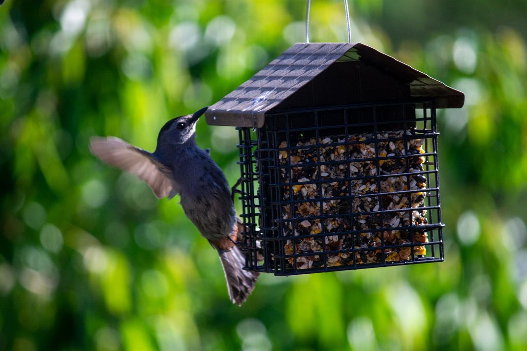 Catbird coming to suet feeder Smithsonian Photo Contest Smithsonian