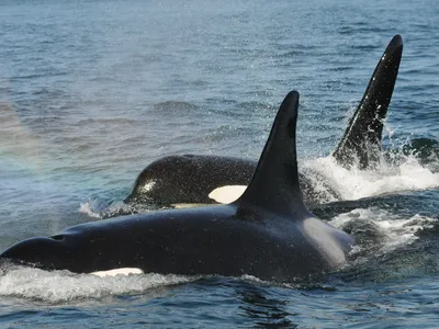 An orca mother travels alongside her son.&nbsp;Older orca females past their reproductive years often lead their pods on hunts.