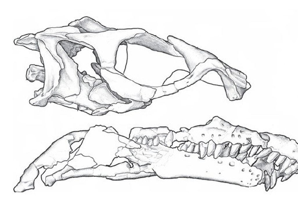20110520083242sarahsaurus-skull.jpg
