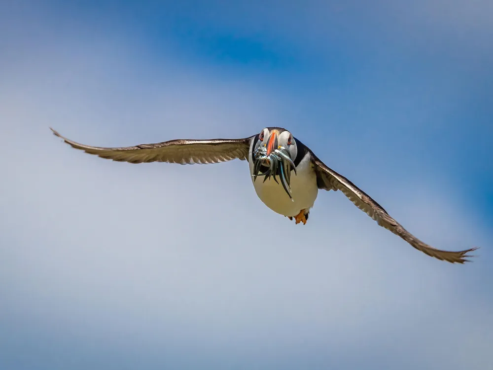 Puffin Holding Fish