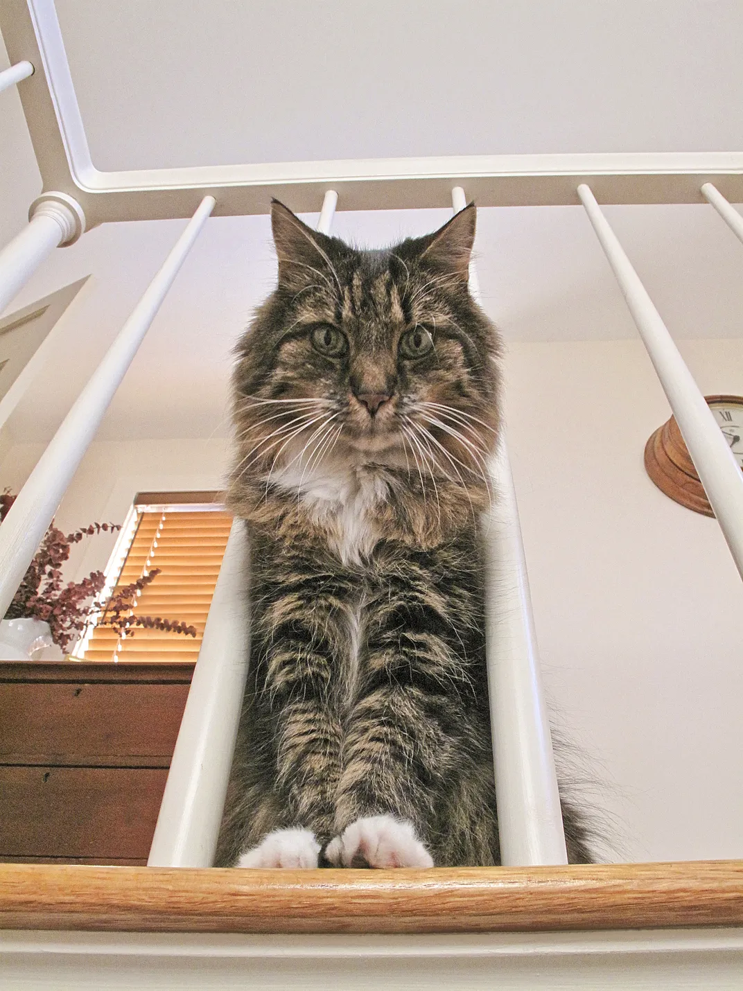 a Maine coon cat leans down through the vertical slats on a railing