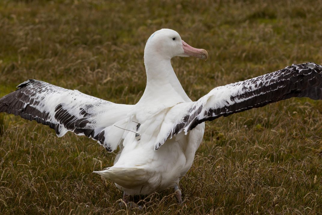 tagged albatross 1