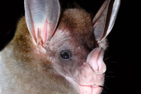The spectral bat (Vampyrum spectrum), the world’s largest carnivorous bat, feeds on small birds, amphibians, reptiles and mammals—including other bats.