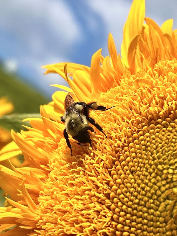 Honeybee on Sunflower thumbnail