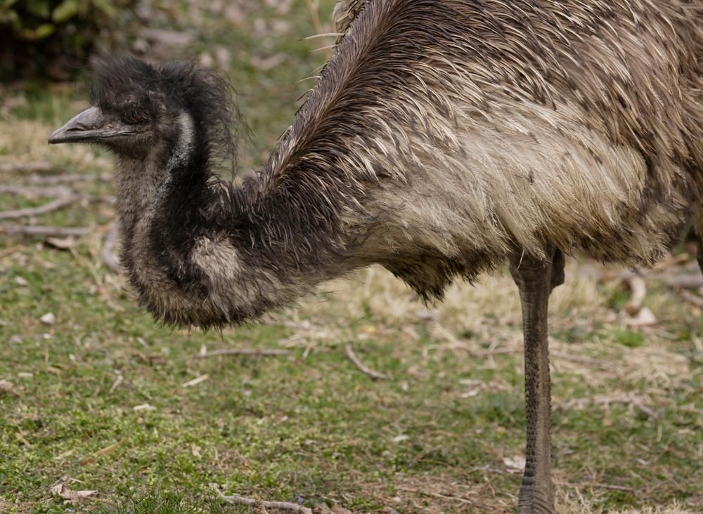 The National Zoo’s Beloved, Aging Emu Has Died