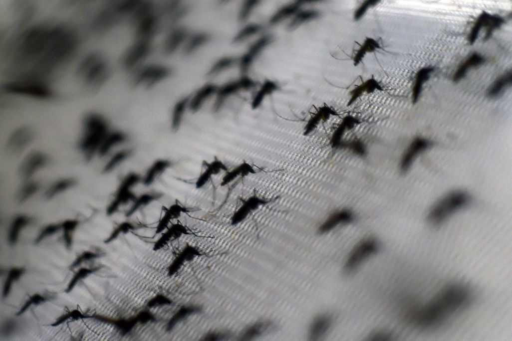 Mosquitoes on an angled netted surface