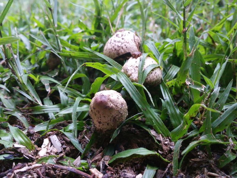 Mushrooms in Garden after rain Smithsonian Photo Contest