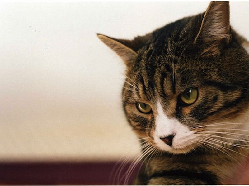 Does This Cat Know When You're Going to Die?, Smart News