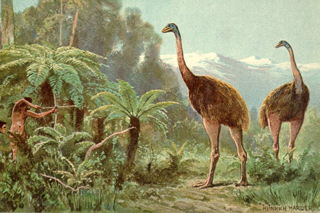 Moa_Heinrich_Harder.jpg