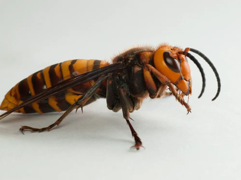 An image of a male Asian giant hornet against a white background