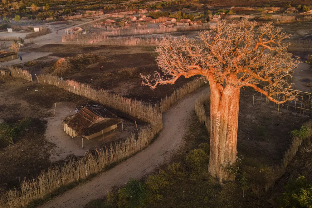 A sacred baobab rises above a deforested landscape in Madagascar. This drone view shows one of the few remaining trees in a region where surrounding forest has been cleared for fuel and agriculture.