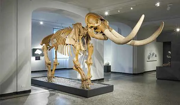 Mobile Mastodon