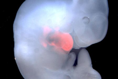 Mouse embryo growing rat heart cells