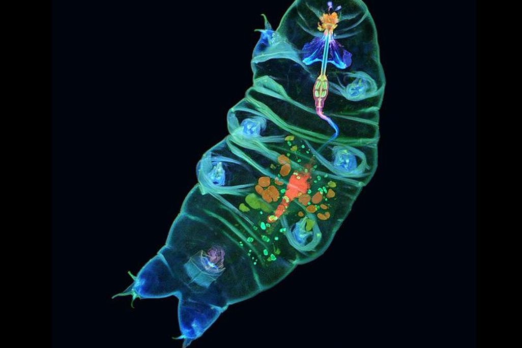 With fluorescent dye, biologist Tagide deCarvalho beautifully illuminated the insides of a tardigrade