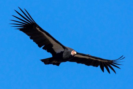A California condor photographed in Tehachapi, California where this past week a group of the endangered raptors descended on a woman's back porch.

