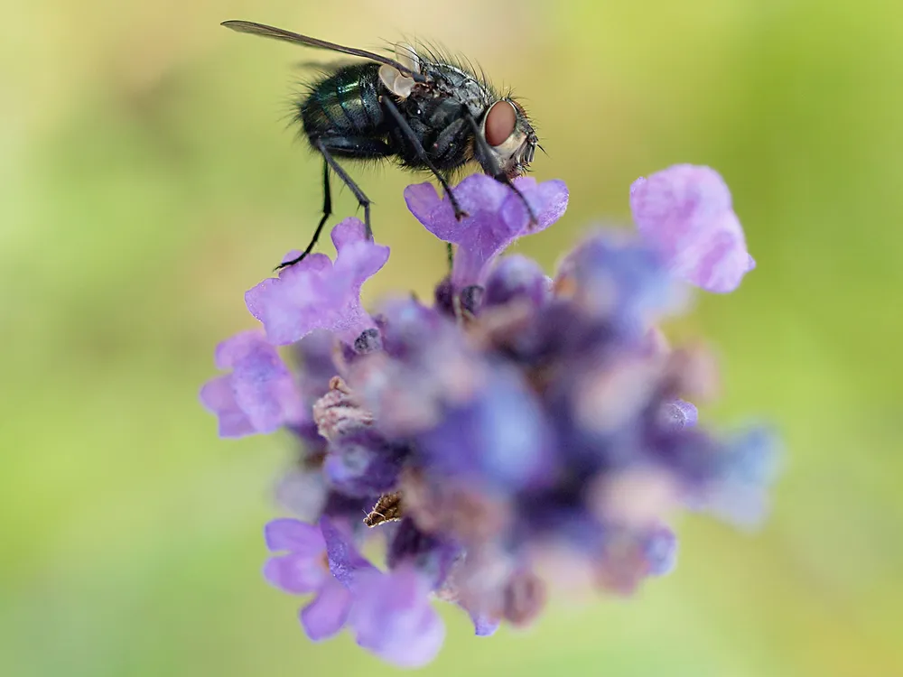 Blowfly on Lavender Flowers