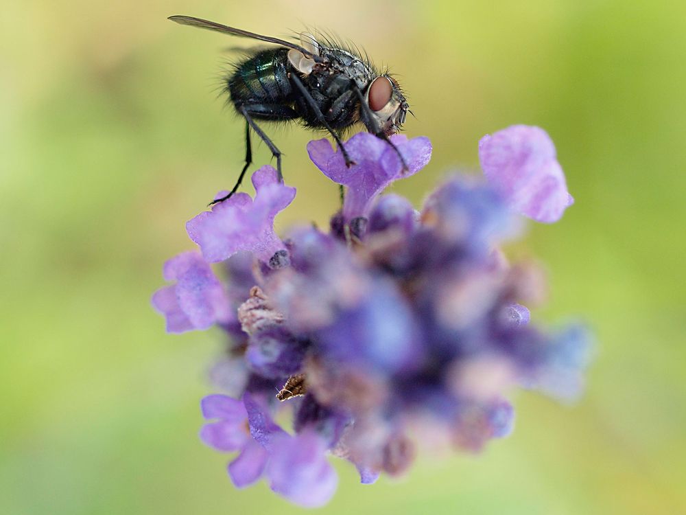 Stepped on a bee last week; realized it's a great way to get