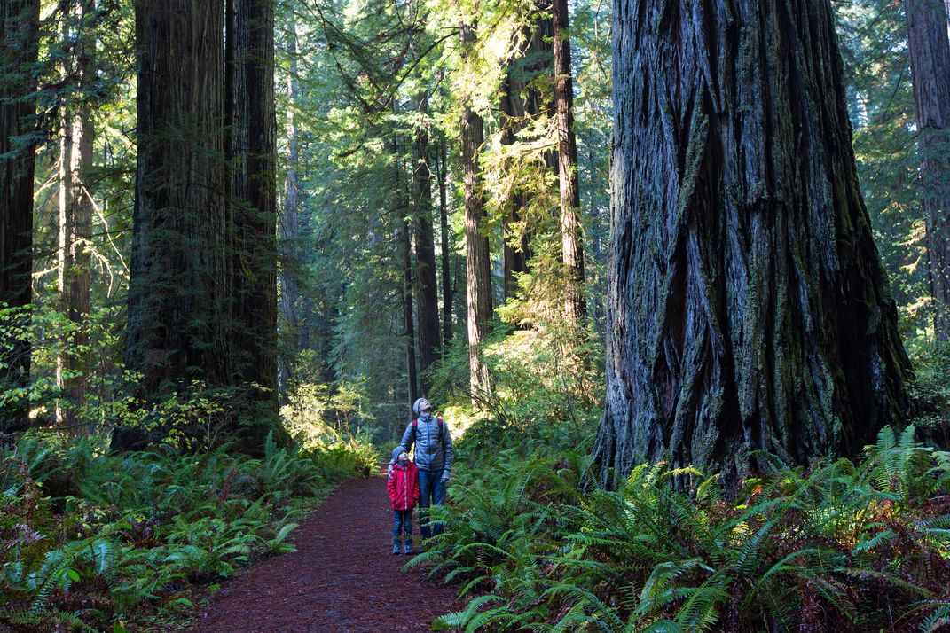 Redwood National Forest