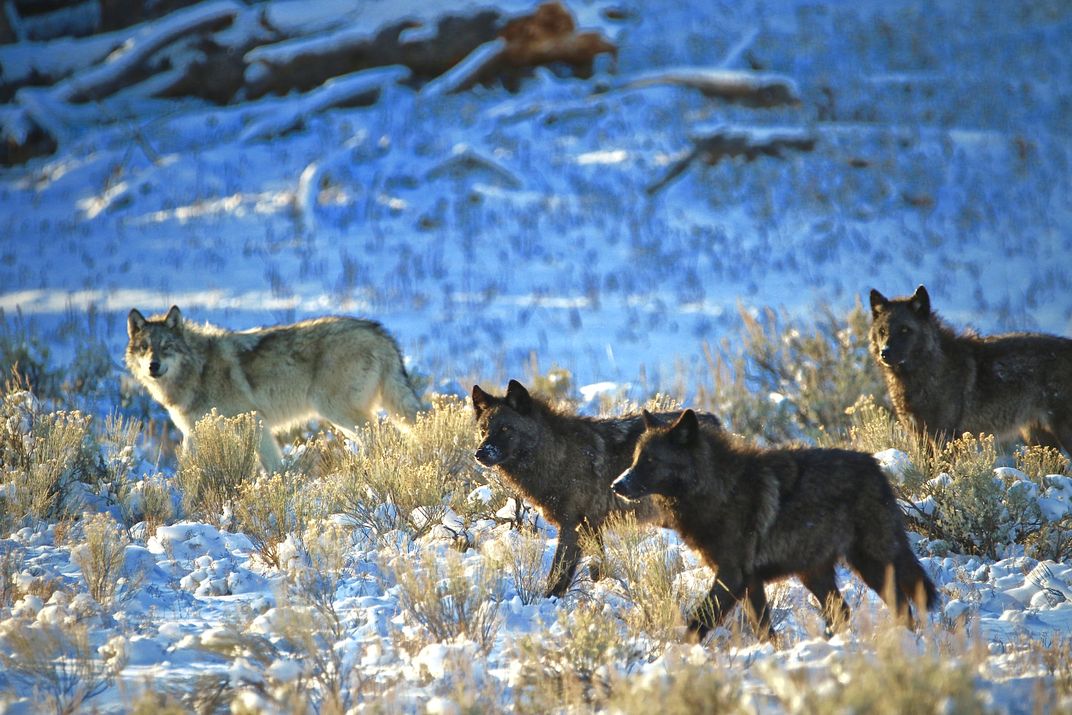 Yellowstone Junction Butte Wolves | Smithsonian Photo Contest ...