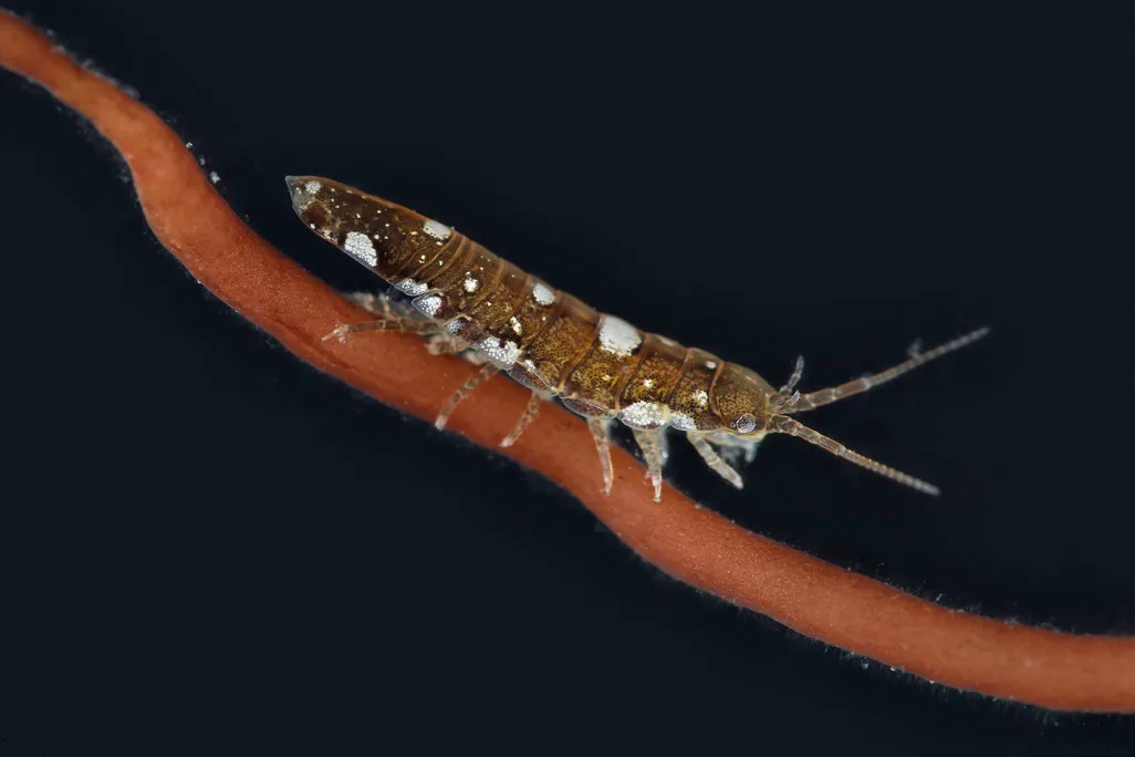 Crustacean