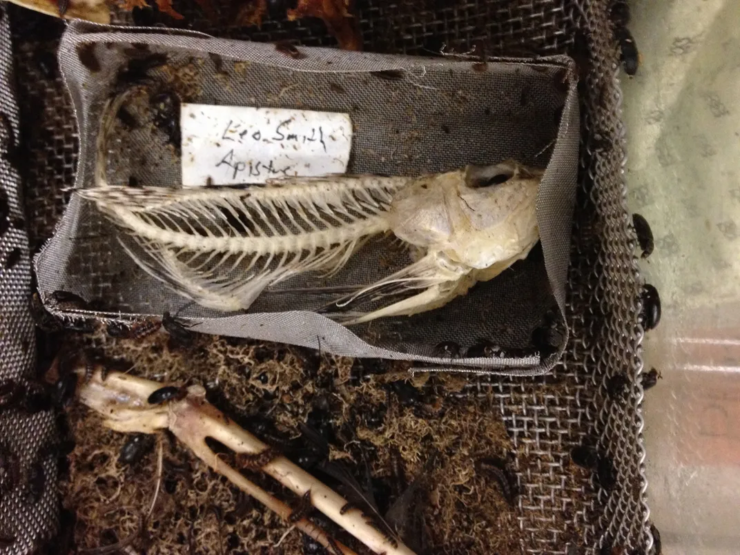 Why Did a Venomous Fish Evolve a Glowing Eye Spike?