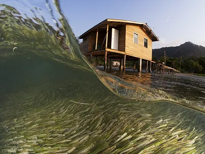 Under the waves swirls a bed of sea grass. Above the water is a coastal home attached to a dock.