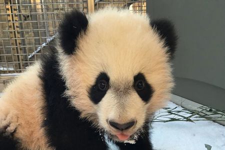 Baby panda