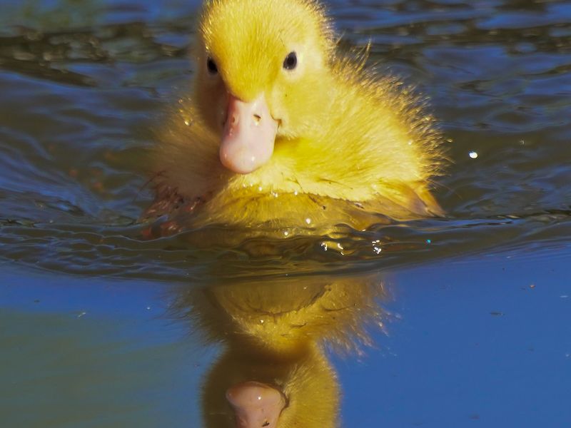 A Swedish blue duckling | Smithsonian Photo Contest | Smithsonian Magazine