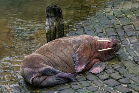 Thor rests in Scarborough Harbor in England on December 31, 2022.