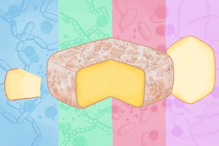 Almost all American cheeses are based on European cheeses that are familiar to both producers and consumers. Not this one.