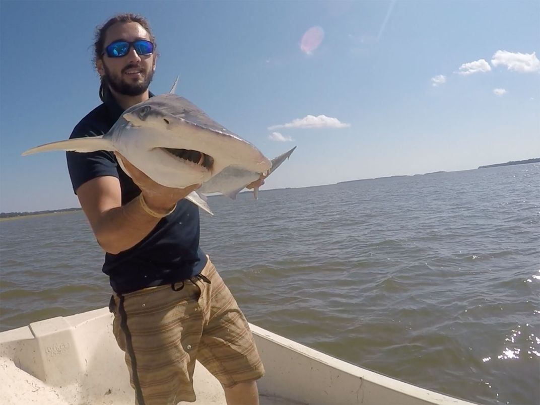 Bonnethead Shark