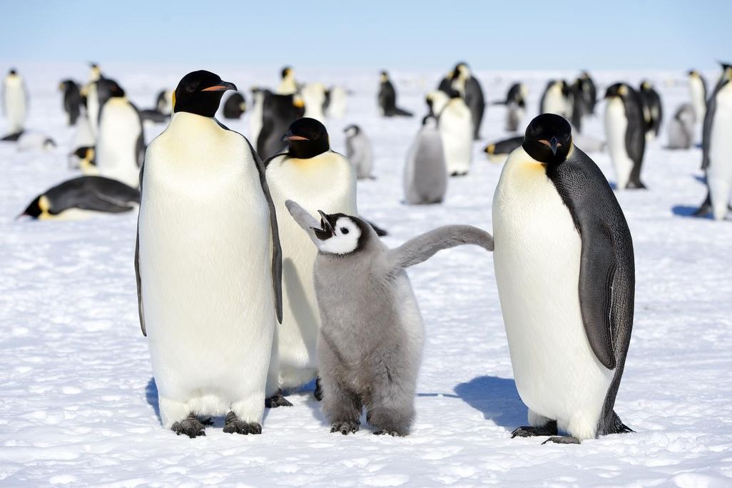 A group of black and white birds standing on white ice