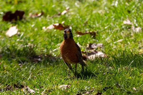 Quizzical American Robin at Inniswood Metro Gardens thumbnail