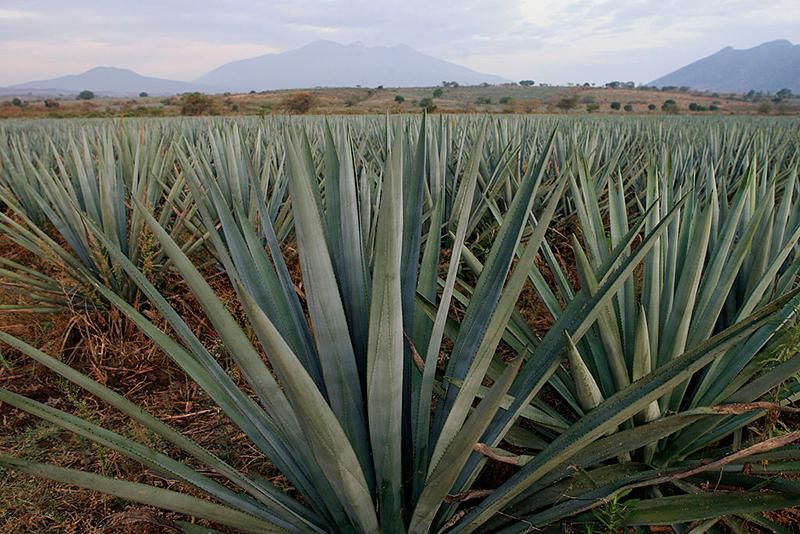 agave.jpg