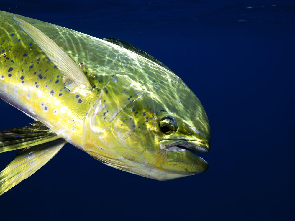 A female mahi-mahi