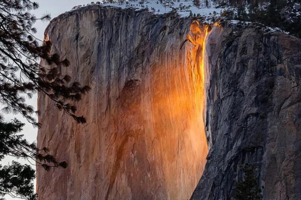 horsetail