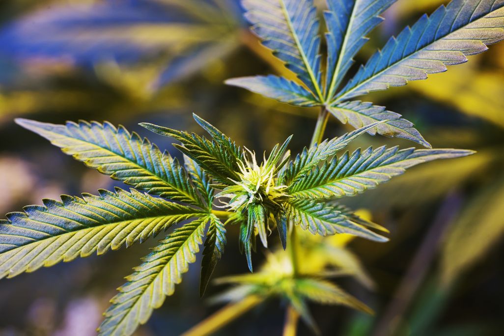 04_16_2014_pot.jpg