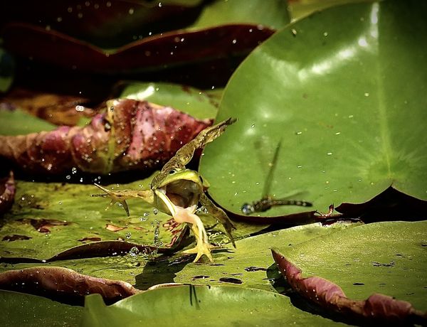 Bullfrog leaping into the air to capture a Dragonfly passing by. thumbnail