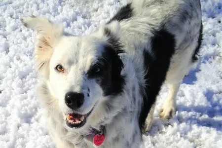 Border collie Chaser had the largest tested word memory of any animal (other than a human).