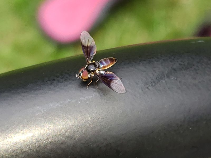 Tiny fly | Smithsonian Photo Contest | Smithsonian Magazine