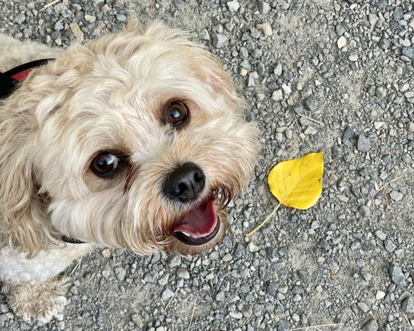 Smiling Louie and the Fallen Leaf thumbnail
