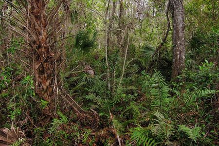 Fakahatchee Strand Preserve State Park Big Cypress Bend boardwalk